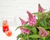 Vlinderstruik - thumbnail