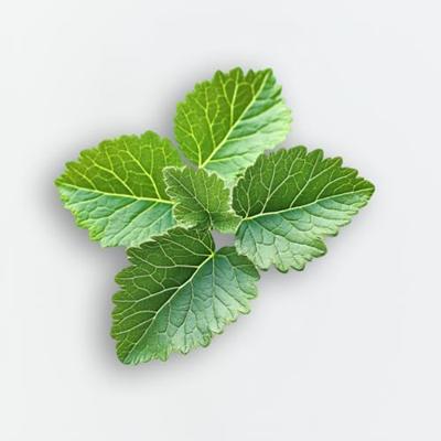 Elie Saab In White Eau de Parfum 30ml