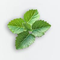 Elie Saab Le Parfum In White Eau de Parfum Spray 50 ml Dames - thumbnail