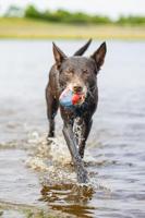Beeztees splashbal blauw/rood hondenspeelgoed - thumbnail