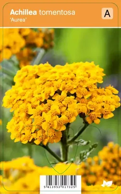 Duizendblad (achillea tomentosa "Aurea") zomerbloeier - 12 stuks