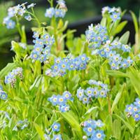 Myosotis palustris vijverplant Moerasvergeet-mij-nietje Moerings - Moerings - thumbnail