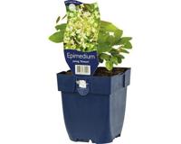 Epimedium youngianum Niveum vaste plant Griffioen - Griffioen - thumbnail