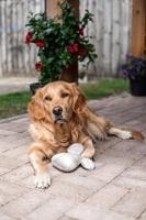 Designed By Lotte muis Adio velvet grijs hondenspeelgoed 20x18,8x7cm - thumbnail