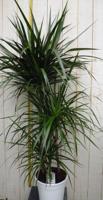 Drakenbloedboom Dracaena Marginata smal blad Groen 120 cm kamerplant Warentuin Natuurlijk - Warentuin natuurlijk - thumbnail