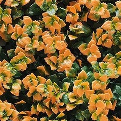 Kunstplanten mat 50x50 cm pachysandra oranje Buitengewoon de Boet - Buitengewoon de boet Kunstplanten mat 50x50 cm pachysandra oranje Buitengewoon de Boet - Buitengewoon de boet