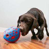 KONG Beloningen Wally - Medium/Large - thumbnail