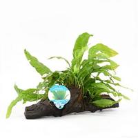 Microsorum pteropus - op drijfhout - aquarium plant - thumbnail