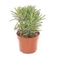 Kalanchoe Tubiflora - P 12 cm - thumbnail
