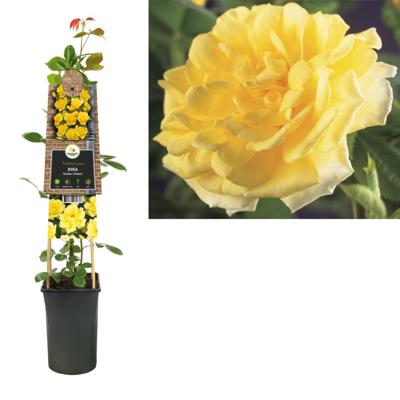 Klimplant Rosa Golden Climber - Klimroos Geel