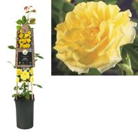Klimplant Rosa Golden Climber - Klimroos Geel - thumbnail