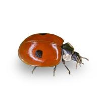 VOLWASSEN LIEVEHEERSBEESTJES | 50 - thumbnail