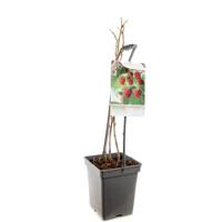 Rubus idaeus glen ample zomerframboos draagbeugel Fruithof - Fruithof - thumbnail