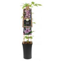 Grootbloemige Clematis Hagley Hybrid 120 cm klimplant - thumbnail