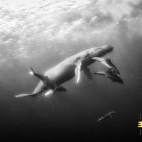 Hope - CD (5060509790722) - thumbnail