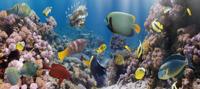Foto Glas Art - Glasschilderij Aquarium, prachtige heldere kleuren, 160x60cm, voor woonkamer en slaapkamer - thumbnail
