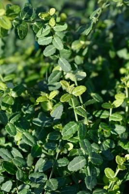 Japanse kardinaalshoed