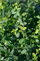 Japanse kardinaalshoed - thumbnail