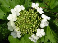 Sneeuwbal - thumbnail