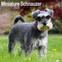 Schnauzer Miniature Calendar 2026 Square Dog Breed Wall Calendar - 16 Month - thumbnail