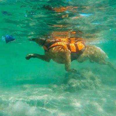 Non-stop dogwear® Hondenzwemvest Safe Life Jacket, oranje, Maat: 4 Non-stop dogwear® Hondenzwemvest Safe Life Jacket, oranje, Maat: 4