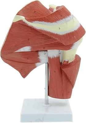 Kaasjeskruid of Malva