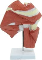 Kaasjeskruid of Malva - thumbnail