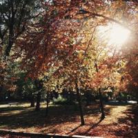 Schilderij - Park in de herfst , Bruin groen , 3 maten , Wanddecoratie - thumbnail