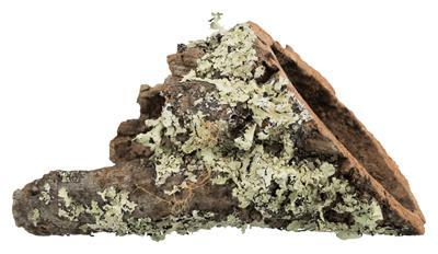 TRIXIE KURKTUNNEL XS-S TOT 20X6X6 CM 10 ST