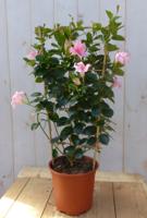 Dipladenia Mandevilla Sundaville roze 90 cm Warentuin Natuurlijk - Warentuin natuurlijk - thumbnail