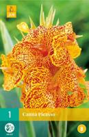 Canna Picasso - thumbnail