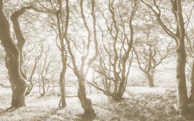 Komar Infinity 2 Fotobehang Bleached Birch - IFSH4-072