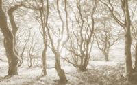 Komar Infinity 2 Fotobehang Bleached Birch - IFSH4-072 - thumbnail