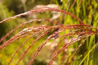 Prachtriet - thumbnail