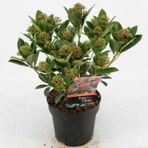 Skimmia (Skimmia Japonica “Pink Dwarf”®) heester - 20-25 cm (C2) - 6 stuks