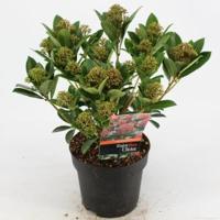 Skimmia (Skimmia Japonica “Pink Dwarf”®) heester - 20-25 cm (C2) - 6 stuks - thumbnail