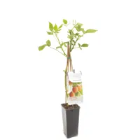 Framboos Rubus idaeus Fallgold - Gele herfstframboos - thumbnail