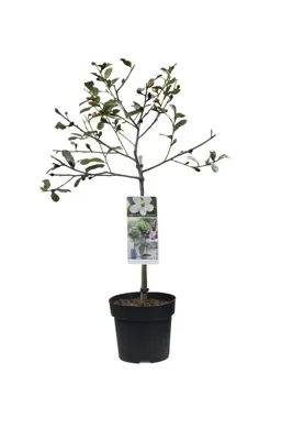 Magnolia Gail's Favourite