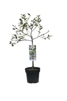 Magnolia Gail's Favourite - thumbnail