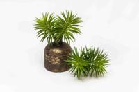 Crossostephium 18 cm groen kunstplant Nova Nature - Nova nature - thumbnail