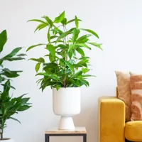 Dracaena Surculosa - Goudstof Draceana - P17 - thumbnail