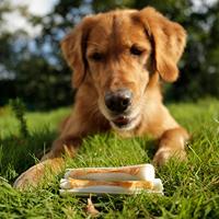 8in1 Delights chicken sticks hondensnacks 1 verpakking - thumbnail