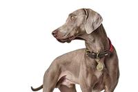 HUNTER Hondenhalsband List, bordeaux, Maat: 70 - thumbnail