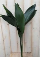 Kerstgroen bosje groot groen blad Warentuin Natuurlijk - Warentuin natuurlijk - thumbnail