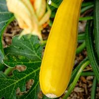 Courgette (goudgeel) zaden - Soleil F1 - thumbnail