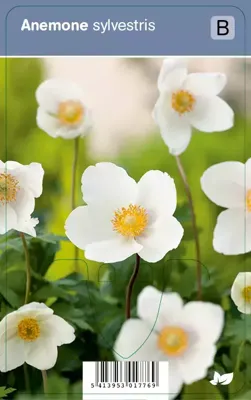 Anemoon (anemone sylvestris) schaduwplant - 12 stuks