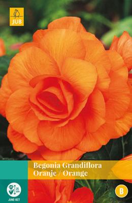 Begonia Grandiflora Oranje Bloembol JUB 3 bollen - Jub