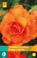 Begonia Grandiflora Oranje Bloembol JUB 3 bollen - Jub - thumbnail