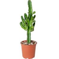 Cowboycactus Euphorbia (60 - 70 cm) - thumbnail