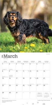 Cavalier King Charles Spaniel Kalender 2026 Cavalier King Charles Spaniel Kalender 2026